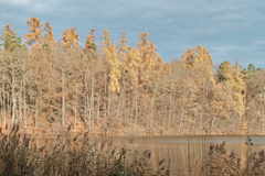 Etang - Herbstwald